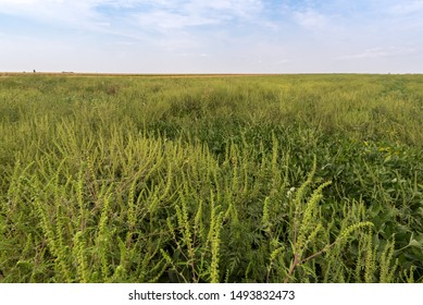 Ambrosia Artemisiifolia Common Ragweed In Field Of Soybeen