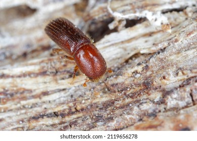 Ambrosia beetle, Xyleborus monographus on wood. High macro magnification.