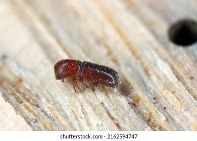 Ambrosia beetle, Xyleborus monographus on wood. High macro magnification.
