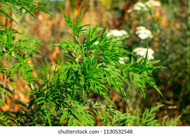 Ambrosia Blooming, Known As Common Ragweed, Annual Ragweed