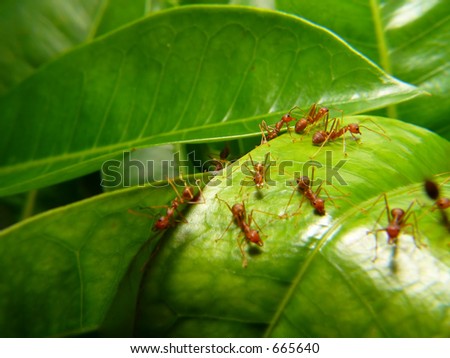 Ambush