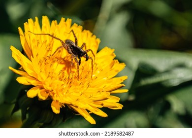 Ambush In A Dandelion Bud