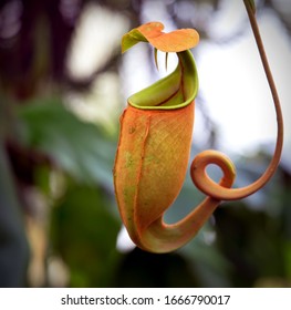 Ambush Predator - Carnivorous Pitcher Plant