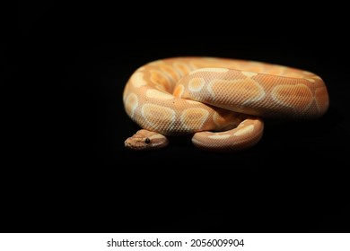 Ambush Predator Fancy Ball Python 