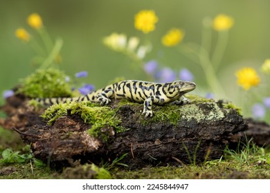 Ambystoma tigrinum, Tiger salamander, Axolotl tygrovaný, one of the largest terrestrial salamanders in North America. - Shutterstock ID 2245844947