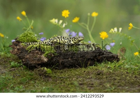 Ambystoma tigrinum, Tiger salamander, Axolotl tygrovaný, one of the largest terrestrial salamanders in North America.