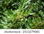 Amegilla quadrifasciata bees fly over the flowers of Schinus terebinthifolia in October. Amegilla quadrifasciata, the white-banded digger bee, is a species of bee belonging to the family Apidae.