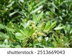 Amegilla quadrifasciata bees fly over the flowers of Schinus terebinthifolia in October. Amegilla quadrifasciata, the white-banded digger bee, is a species of bee belonging to the family Apidae.