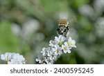 Amegilla quadrifasciata, the white-banded digger bee, is a species of bee belonging to the family Apidae subfamily Apinae, Crete