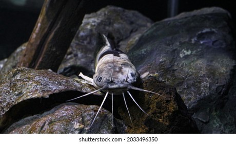 "Ameiurus Melas" The black bullhead or black bullhead catfish is a type of bullhead catfish.