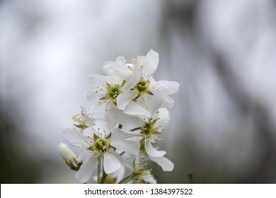 Amelanchier Canadensis; Bilberry, Canadian Serviceberry, Chuckleberry, Currant-tree