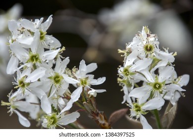 Amelanchier Canadensis; Bilberry, Canadian Serviceberry, Chuckleberry, Currant-tree