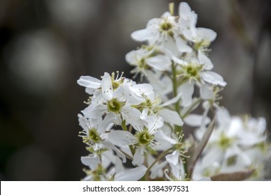 Amelanchier Canadensis; Bilberry, Canadian Serviceberry, Chuckleberry, Currant-tree