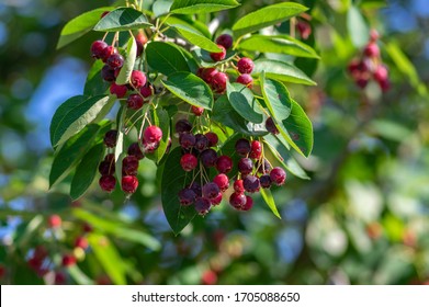Amelanchier lamarckii ripe and unripe fruits on branches, group of berry-like pome fruits called serviceberry or juneberry, green leaves - Shutterstock ID 1705088650