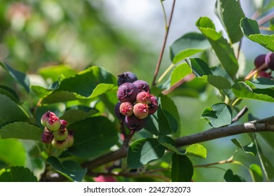 Amelanchier lamarckii ripe and unripe fruits on branches, group of berry-like pome fruits called serviceberry or juneberry - Shutterstock ID 2242732073