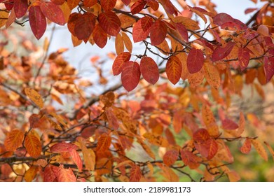 1,212 Serviceberry Leaves Images, Stock Photos & Vectors | Shutterstock