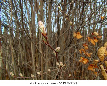 434 Shadblow serviceberry Images, Stock Photos & Vectors | Shutterstock