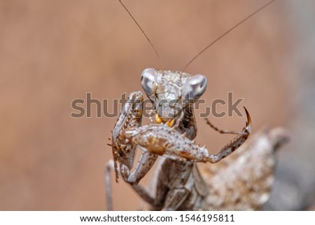 Similar – Image, Stock Photo Real frog Frog Doorman
