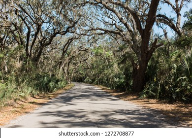 Amelia Island Live Oaks Road