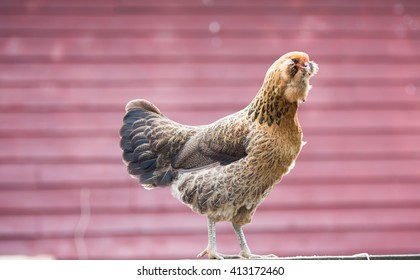 baby ameraucana chicken