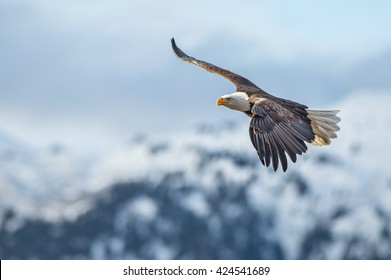 Amercan Bald Eagle In Flight Against Kenai Mountains Of Alaska