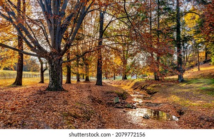 Amercian beech (Fagus grandifolia) and other trees along small stream in autumn, near Charlottesville, Virginia, in morning.