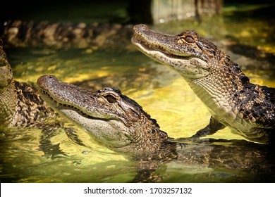 America Alligators In A Alligator Farm