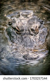 America Alligators In A Alligator Farm