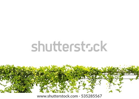 Similar – greenwall Bushes Green