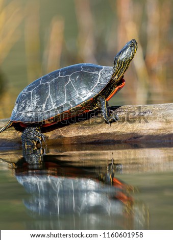 An America Painted turtle (chrysemys picta) basks in the sun on a log on Fernan Lake in Idaho.