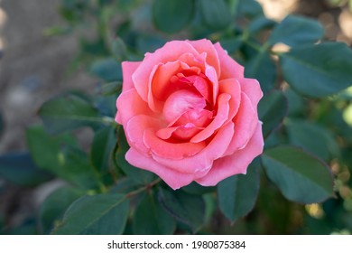 2,769,607 Rose pink Images, Stock Photos & Vectors | Shutterstock