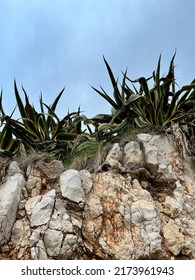 American Agave (Agave Americana) Or Century Plant On The Rocks