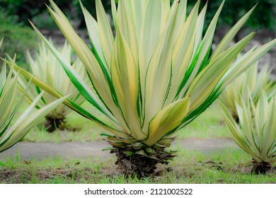 American Agave (Agave Americana) Striped — Species Of Agave Genus, Agave Subfamily, Asparagus. Green Fire Work.