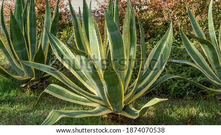 American agave (Agave americana) striped — species of Agave genus, Agave subfamily, Asparagus family in Sochi. Close-up. Marginata.