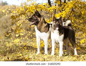 American Akita