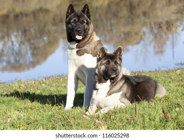 American Akita Images Stock Photos Vectors Shutterstock