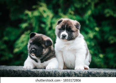 American Akita Cute Puppy Outside In The Beautiful Park. Akita Litter In Kennel Photoshoot.