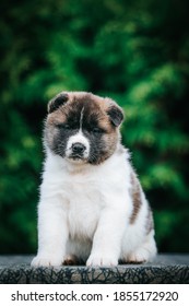 American Akita Cute Puppy Outside In The Beautiful Park. Akita Litter In Kennel Photoshoot.