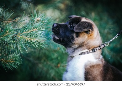 American Akita Cute Puppy Outside In The Beautiful Park. Akita Litter In Kennel Photoshoot