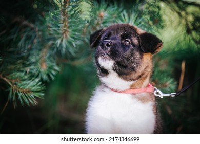 American Akita Cute Puppy Outside In The Beautiful Park. Akita Litter In Kennel Photoshoot