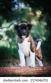 American Akita Cute Puppy Outside In The Beautiful Park. Akita Litter In Kennel Photoshoot