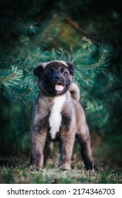 American Akita Cute Puppy Outside In The Beautiful Park. Akita Litter In Kennel Photoshoot