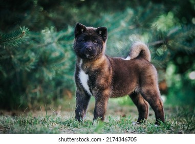 American Akita Cute Puppy Outside In The Beautiful Park. Akita Litter In Kennel Photoshoot