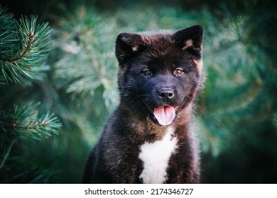 American Akita Cute Puppy Outside In The Beautiful Park. Akita Litter In Kennel Photoshoot