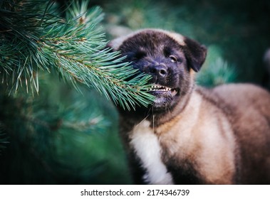 American Akita Cute Puppy Outside In The Beautiful Park. Akita Litter In Kennel Photoshoot