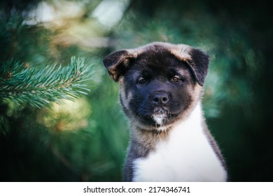 American Akita Cute Puppy Outside In The Beautiful Park. Akita Litter In Kennel Photoshoot