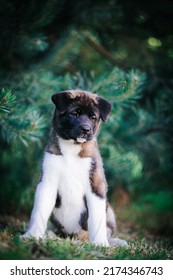 American Akita Cute Puppy Outside In The Beautiful Park. Akita Litter In Kennel Photoshoot