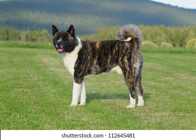 American Akita Dog