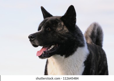 American Akita Dog