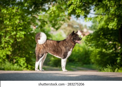 American Akita Images Stock Photos Vectors Shutterstock